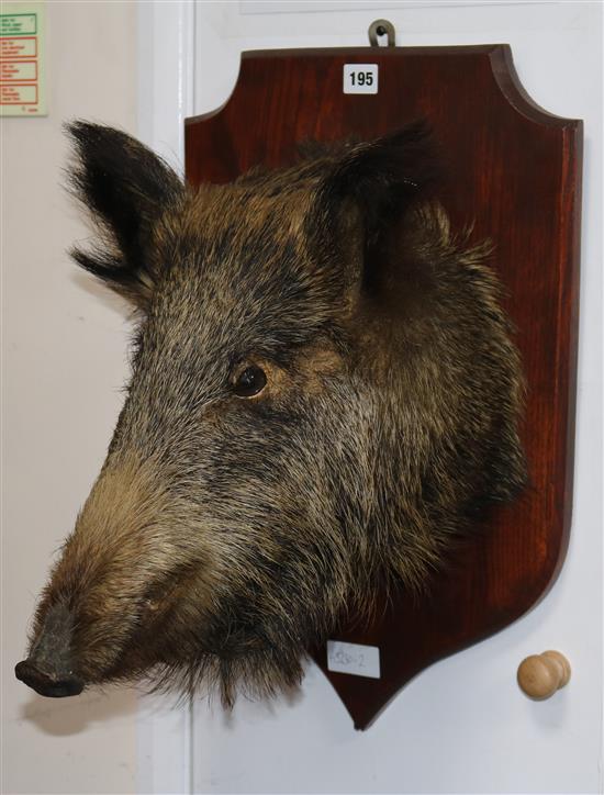 A taxidermic wild boars head